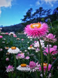 Close-up of pink flowering plant on field