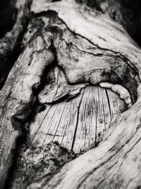 Close-up of tree trunk