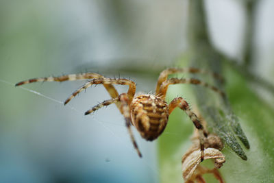 Close-up of spider