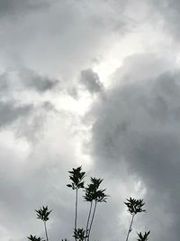 Low angle view of silhouette tree against sky