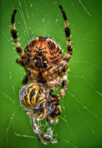 Close-up of spider on web