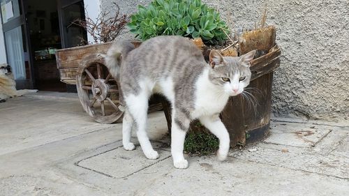 Portrait of cat sitting on potted plant