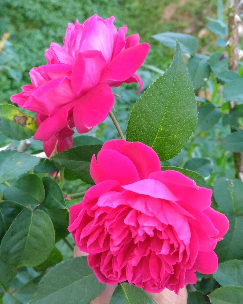 CLOSE-UP OF PINK ROSE PLANT