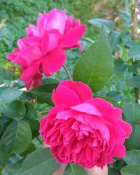 Close-up of pink rose