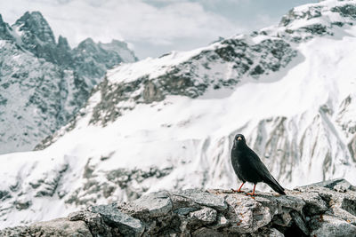 Bird perching on rock