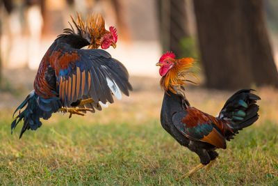 Roosters fighting on grassy field