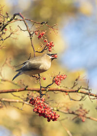 Cedar waxwing