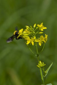 Close-up of insect on yellow flower