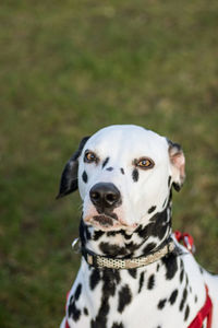 Close-up portrait of dog