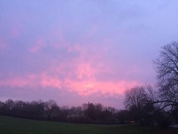 Trees against sky at sunset
