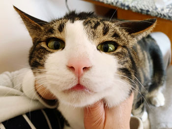 Close-up portrait of cat