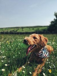 View of a dog on field