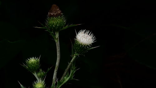 Close-up of plant against black background