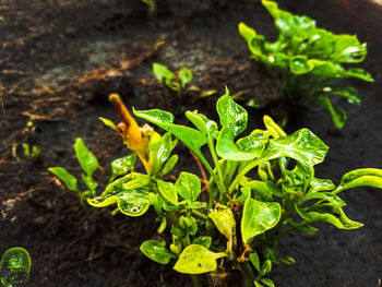 High angle view of plant growing on field