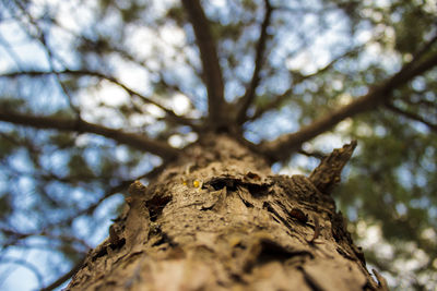 Low angle view of tree trunk