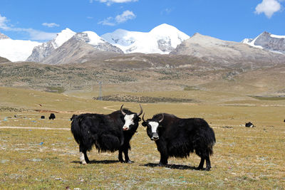 Yaks standing on field