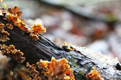 Close-up of lichen on tree trunk