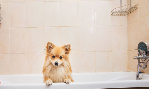 Portrait of dog in bathroom