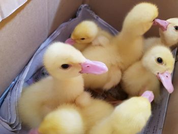 High angle view of ducklings on bed