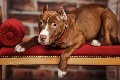 Close-up portrait of a dog at home