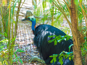 Peacock in a forest