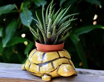 Close-up of potted plant on table