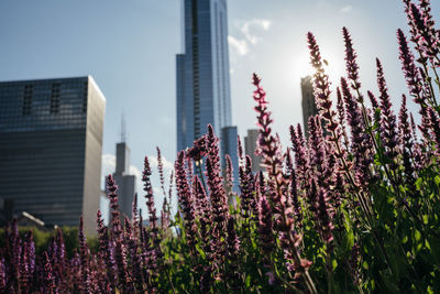 Close-up of purple flowering plants against buildings