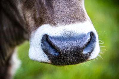 Close-up of cow