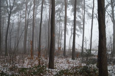 Trees in forest