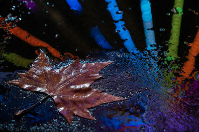 Close-up of raindrops on maple leaves