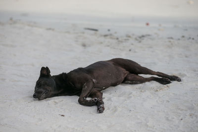 Black dog lying on the beach