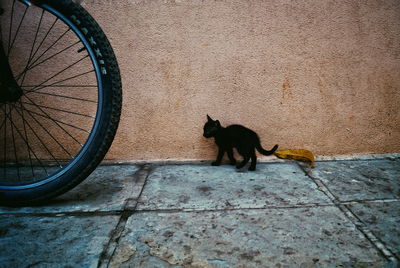 Black kitten by bicycle on footpath