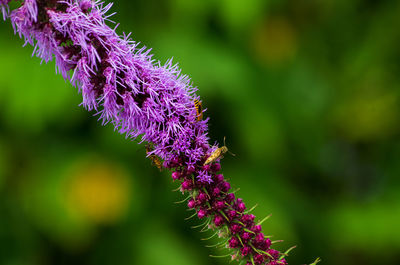 Close-up of purple flowering plant