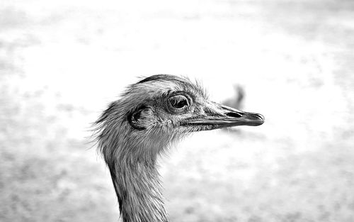 Close-up of a bird looking away
