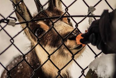 Close-up of a horse on chainlink fence