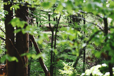 Trees growing in forest