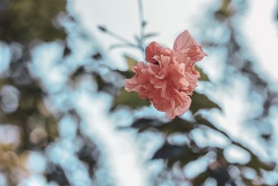 Close-up of pink flowering plant 