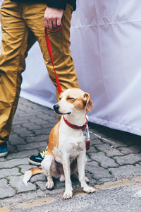 Low section of person standing by dog on footpath