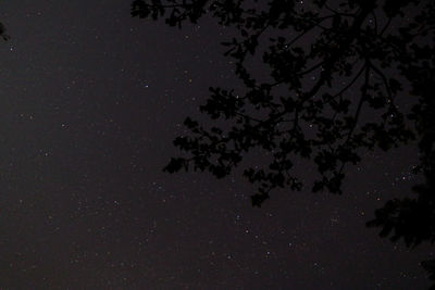 Low angle view of tree against sky at night