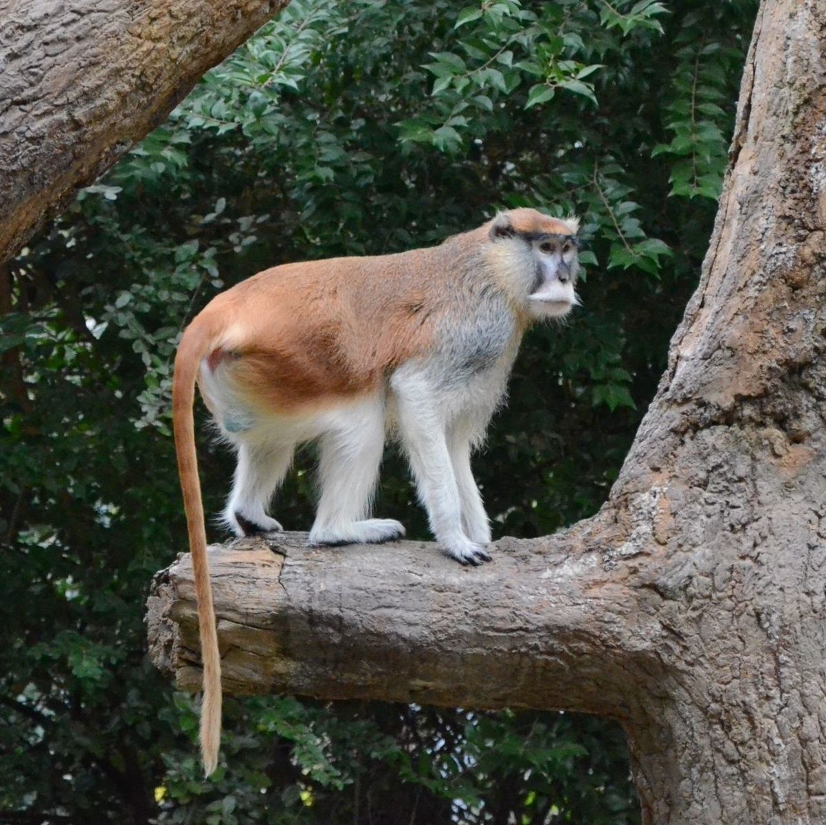 animal themes, mammal, one animal, tree, tree trunk, forest, wildlife, full length, domestic animals, branch, sitting, nature, standing, domestic cat, animals in the wild, outdoors, wood - material, no people, cat, vertebrate