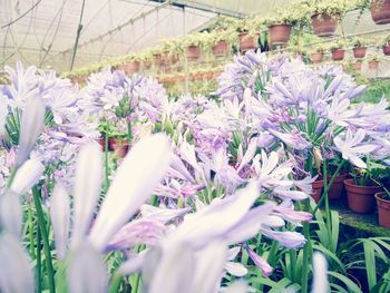 Close-up of purple flowers in greenhouse