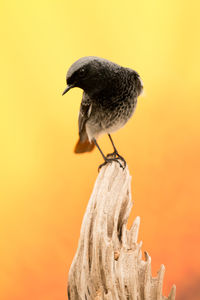 Close-up of bird perching on a orange sunset