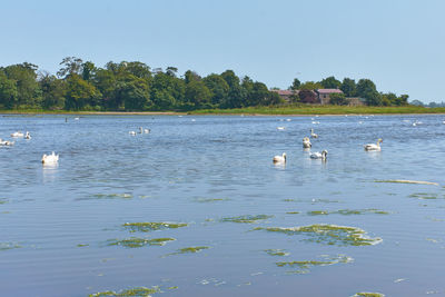 Ducks in a lake