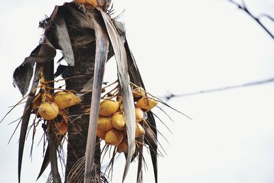 Low angle view of fruits against clear sky