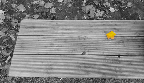 High angle view of yellow bird