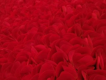 Close-up of red flowers