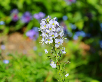 Close-up of white flowering plant