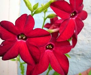 Close-up of red flower