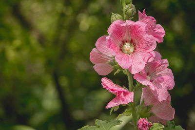 Close-up of pink flowers blooming outdoors