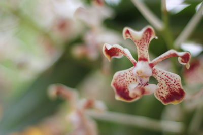 Close-up of flower blooming on tree